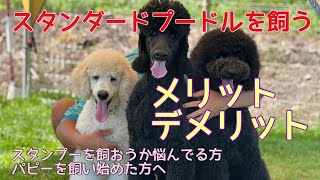 【メリットデメリット】これからスタンダードプードルを飼う方へ