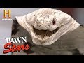 Pawn Stars: Taxidermy Cobra for sale...or Not?  History ...