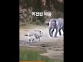마사이마라 세렝게티 물고 물리는 접전 끝에 역전당하는 동물들 🦁🦓😭 #마사이마라 #세렝게티 #동물 #역전 #사자 #얼룩말