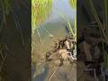 Fish and snakes fighting for food #fishing #fishingvideo #fishinglife #bigfish