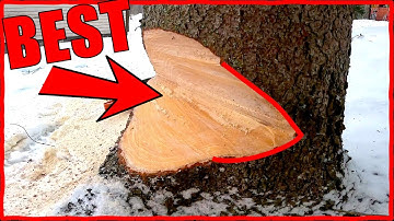 Why Scandinavians Notch Trees Differently (And Should You?)