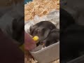 Snack ⏰ #hamsters #youtubeshorts #shorts #shorts #funny #funnyvideo #animals