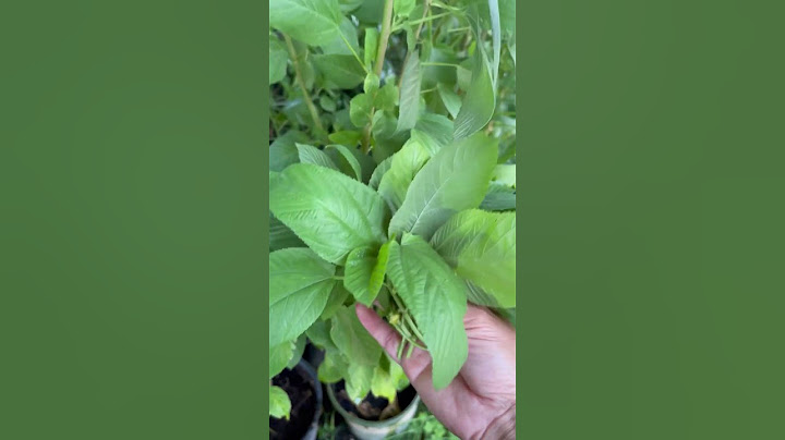 Egyptian Spinach / Molokhia / Jute Mallow multipurpose fast growing plant full of nutrients #shorts