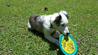 Dog Tricks - Mr Biscuit Catching Frisbee - 8 weeks old by Mr Biscuit The Border Collie 52 views 6 years ago 38 seconds