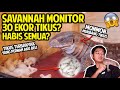 SAVANNAH MONITOR MONMON MUKBANG 30 EKOR TIKUS?? | 30 MICES VS SAVANNAH MONITOR