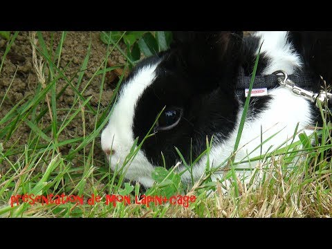 présentation de mon lapin+cage