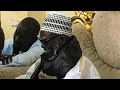 Communiqué : Le Khalif Général des Mourides en retraite spirituelle jusqu’au 15 janvier 2019