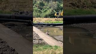 The heron just wanted to hunt in peace #millcreek #greatblueheron