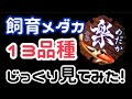 楽めだかが飼育しているメダカ13種！2020年5月、凛華、紅凛、金色夜叉、琥珀ラメ、星河、極龍、楊貴妃、夜桜など13種　【楽めだか】まあ飼育しているメダカの紹介