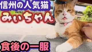 Mii-chan the cat who forgets to put her tongue away] Episode 10 of