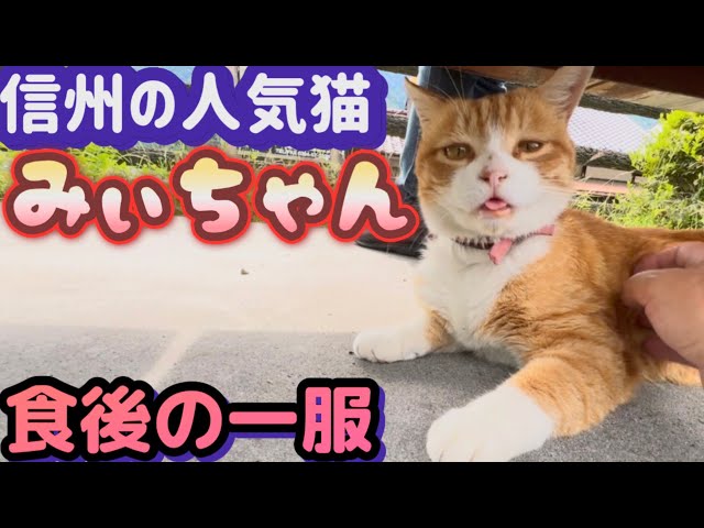 Mii-chan the cat who forgets to put her tongue away] Episode 10 of