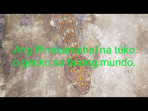 Video: Home Sa Pinakamalaking Butiki Sa Buong Mundo