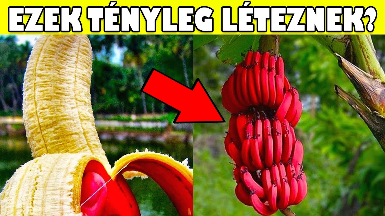 A LEGFURCSÁBB GYÜMÖLCSÖK A VILÁGON, AMIKRŐL MÉG TUTI NEM HALLOTTÁL! | *3. RÉSZ*