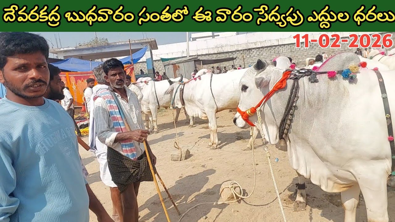 దేవరకద్ర బుధవారం సంతలో ఈ వారం సేద్యపు ఎద్దుల ధరలు | Devarakadra Bulls market In Telangana | Oxen 