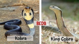 Mirip Tapi Tak Sama: Perbedaan Ular Kobra Dan King Cobra