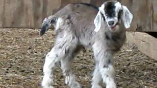 Cute Baby Goat Cries for his Mama!