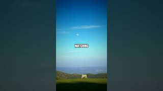 What Happens During A Solar Eclipse? #science #shortvideos