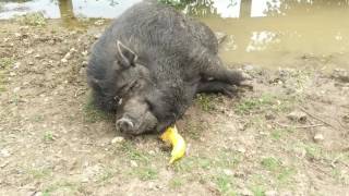Pig eats a banana