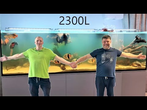 А он такой огромный, как айсберг в океане // 2300l для арованы