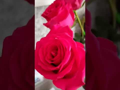 Розы мои любимые