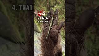 Top 10 Favorite Sasquatch Sounds