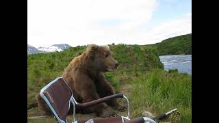 bear sits next to guy