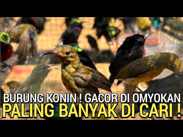 KUALITAS ! BURUNG MENTAL TARUNG SEPERTI KONIN CIPOH 15RB AN BURUNG EMPRIT HAJI DJ KICAU JAYA class=