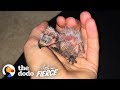 Woman Can't Believe She Found THIS in Her Ceiling | Little But Fierce
