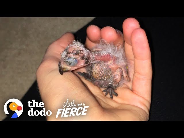 Woman Cant Believe She Found THIS in Her Ceiling | Little But Fierce