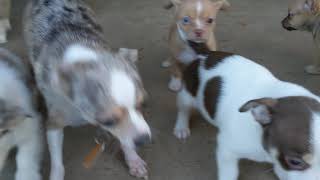 Long Haired Chihuahua Puppies For Sale in Bear Creek, NC