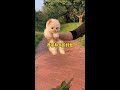 Haha, this little pup is too cute!