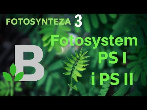 Wideo: Różnica Między Fotosystemem 1 I Fotosystemem 2