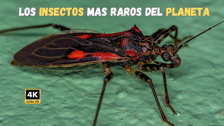 Reino de Los INSECTOS: Criaturas De Otro PLANETA | Documental Completo