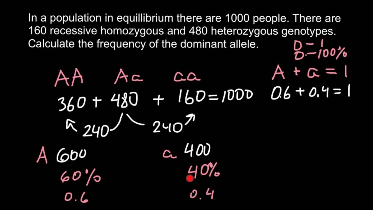 How To Calculate Allele Frequency YouTube