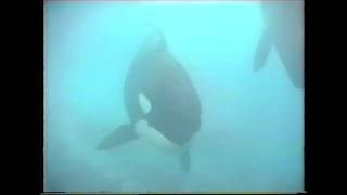 Birth of Valentin The Killer Whale February 13th 1996 Marineland Antibes France