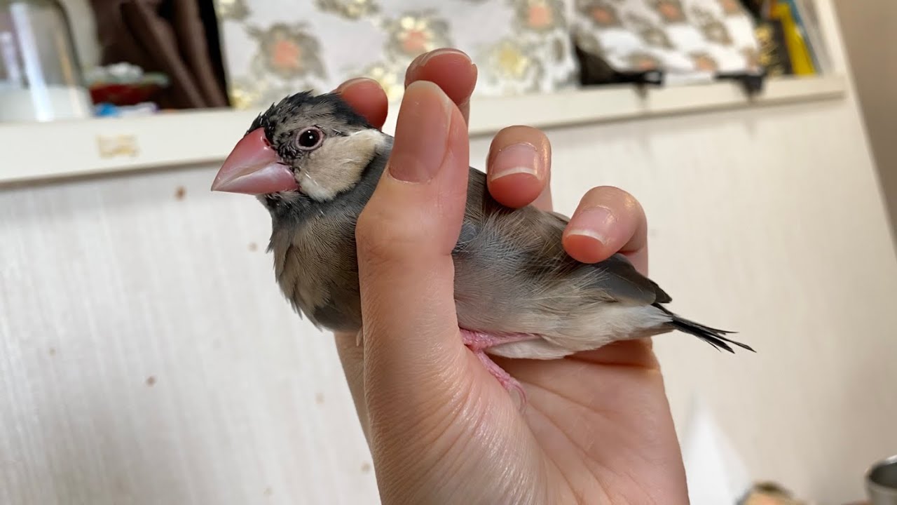 雛換羽で全長が短くなってしまった文鳥 - YouTube