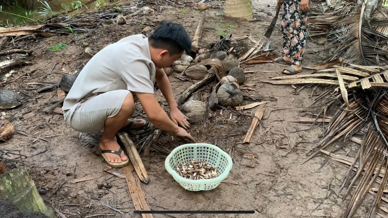 Nhổ 1kg Nấm Mối - Tưởng Năm Nay Không Có Nấm Mối Ai Dè Nhổ Mê Li Luôn - Em Gái Quê