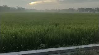 CINTA SEJATI SAMPAI MATI #musikindonesia