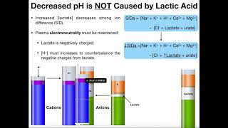 What is Lactate and Lactic Acid?