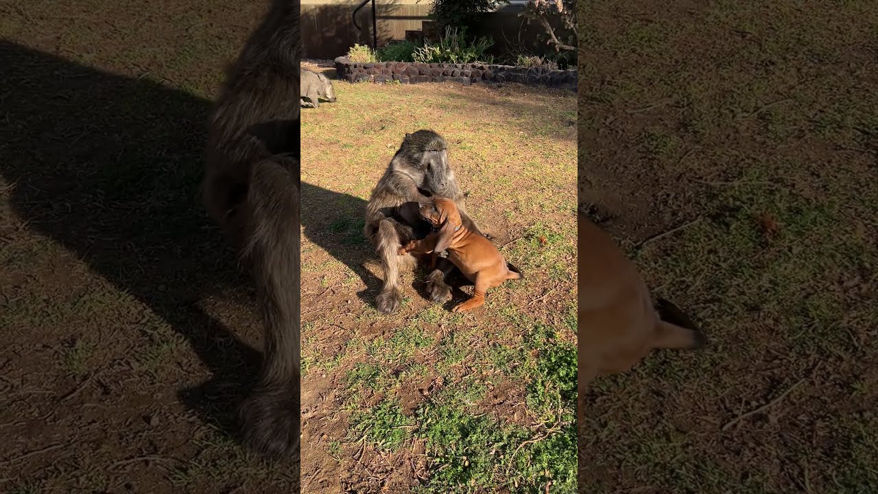 A Baboon and Puppy friendship! 🥰😍
