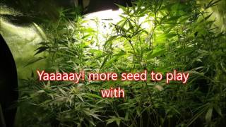 Growing LARGE In small Spaces S 2 Ep 13 CBD Autoflower Project Spektrum King Closet Case