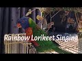 Rainbow Lorikeet Singing with Music