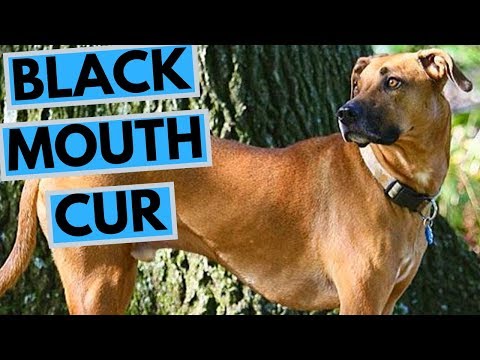Black Mouth Cur Dog Breed - Facts and Information