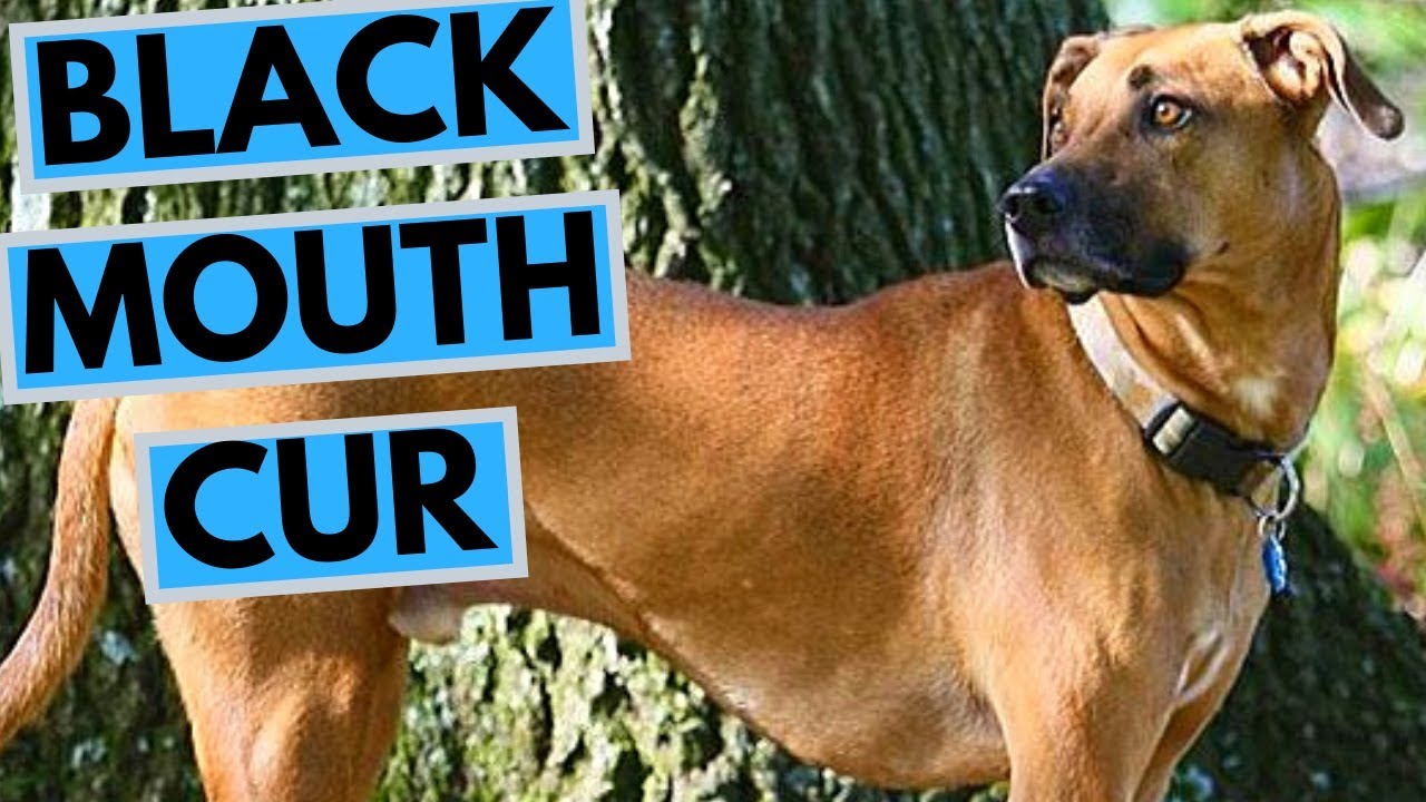 are black mouth curs good dogs