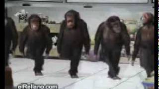 BAD MONKEY GHETTOTECH