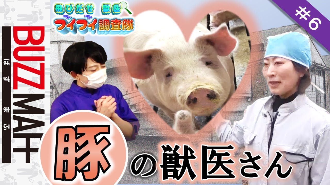 ブイブイ調査隊】第6話とどけ！養豚獣医師のアツい想い - YouTube