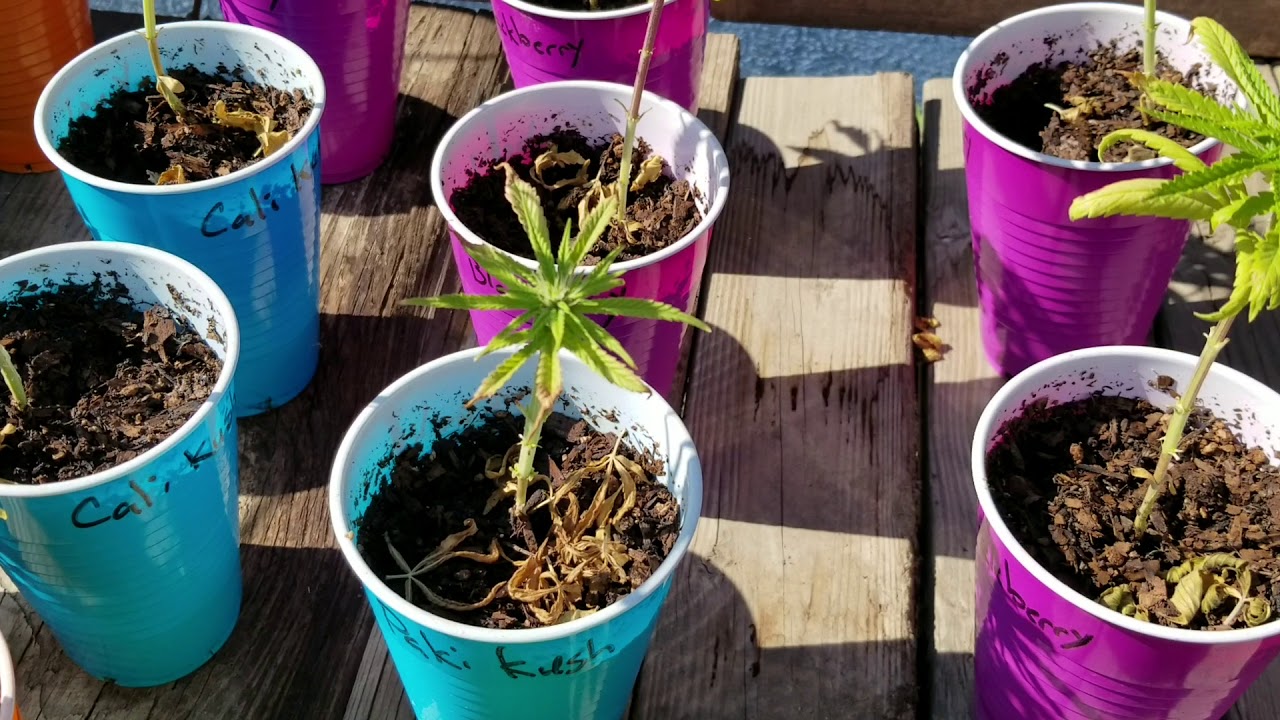 In my herbal garden July fourth (The Smoke Session)