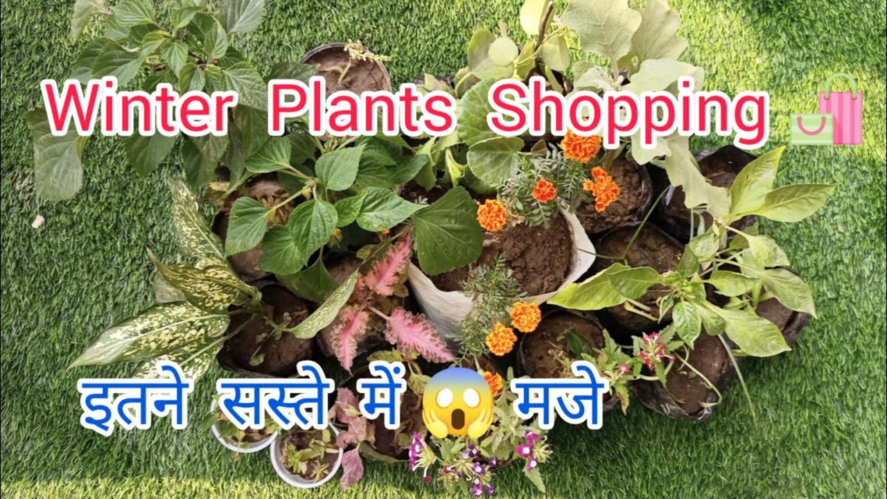 New Winter Flowering Plants And Permanent Plants new-winter-flowering-plants-and-permanent-plants