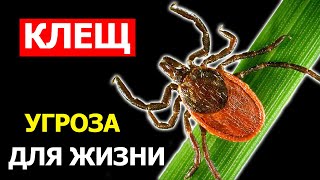 Осторожно, клещ - Опасность для человека. Эксперты дали советы, Как защититься от клещей