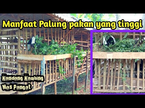 Video: Kegunaan Yang Tinggi